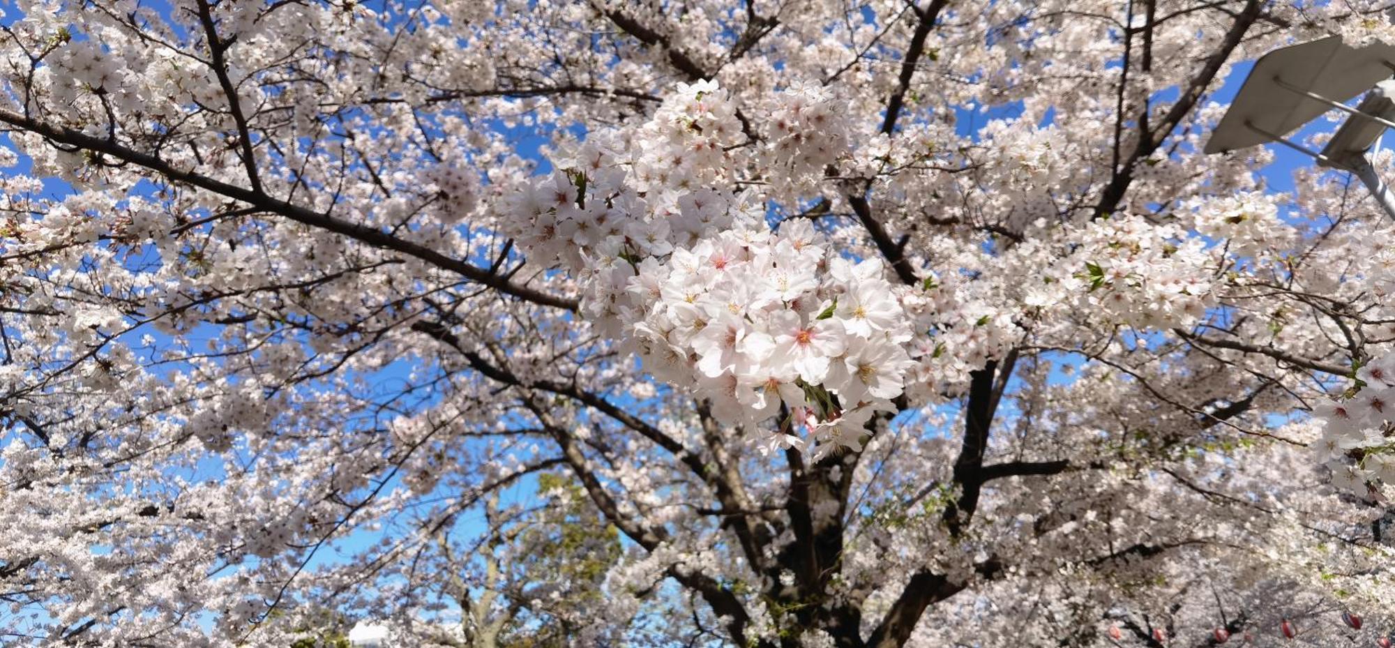 明月楼三零二 Daire Tokyo Dış mekan fotoğraf